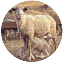 Ganado ovino